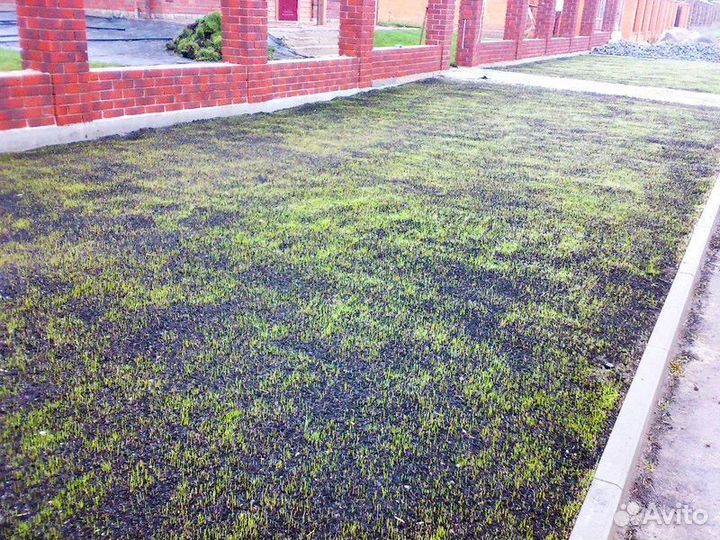 Посевной газон. Озеленение участка