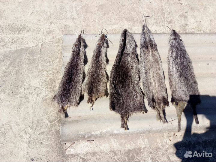 Шкуры нутрии