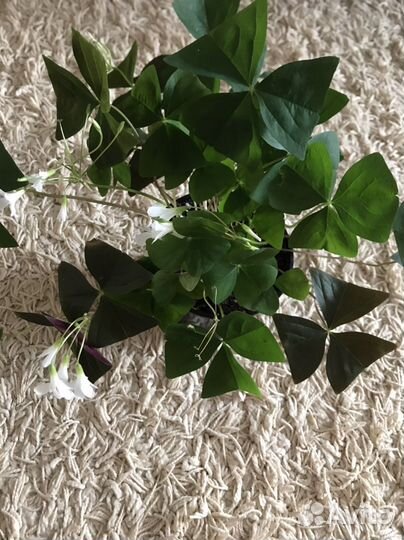 Комнатные растения цветы