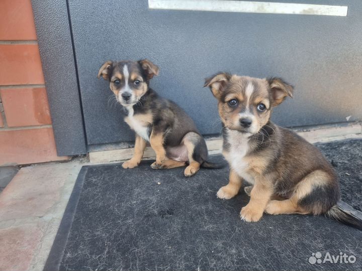 Собака в добрые руки отдам бесплатно