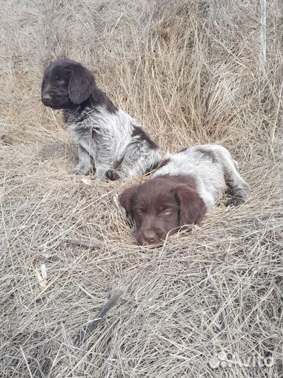 Щенки дратхаара