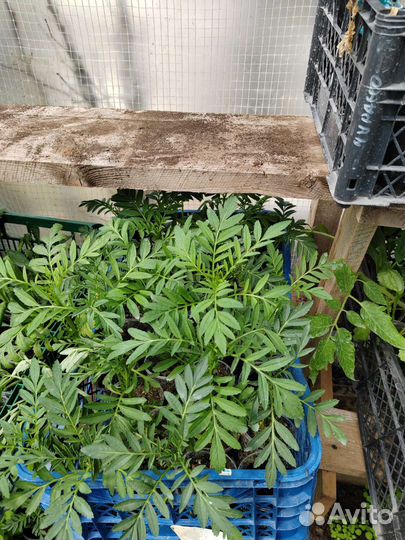 Рассада бархатцев