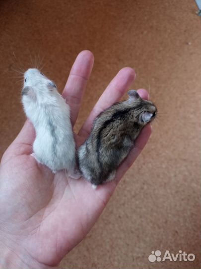 Джунгарский хомяк