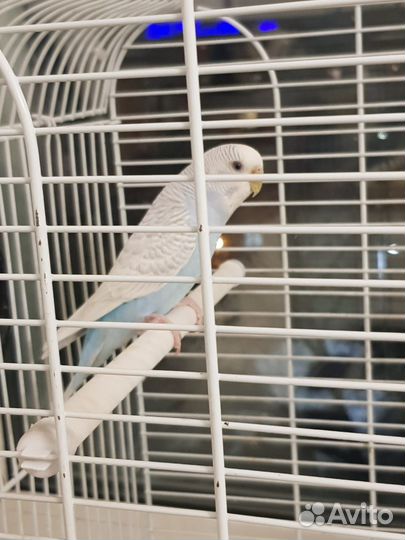 Парочка попугаев