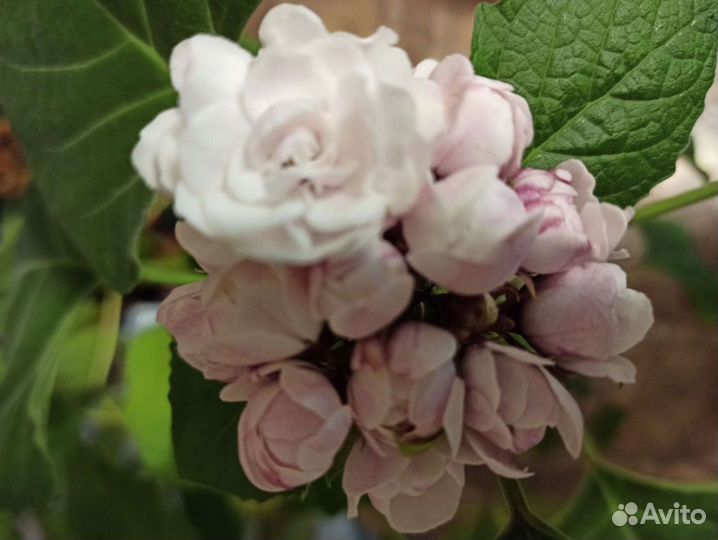 Клеродендрум филиппинский