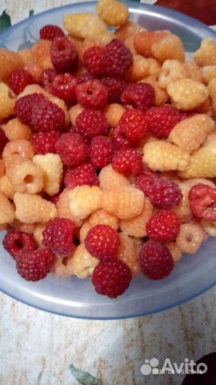 Ягода Малина- желтая,Малина -красная, фасованная