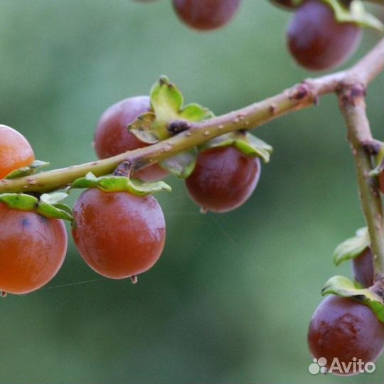 Хурма кавказская, семена