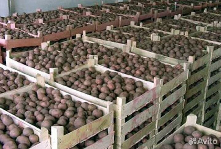 Разнорабочий на фасовку картофеля склад(день/ночь)