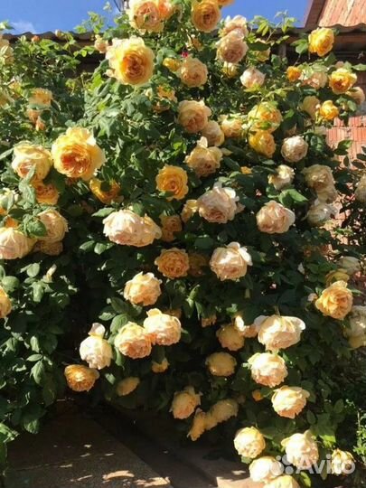 Саженцы роз зкс:девида остина, почвопокровные