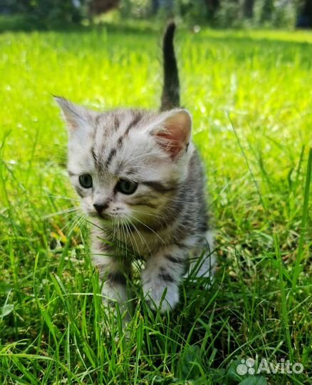 Шотландский котенок