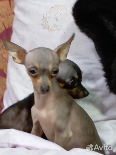 Мини той-терьер