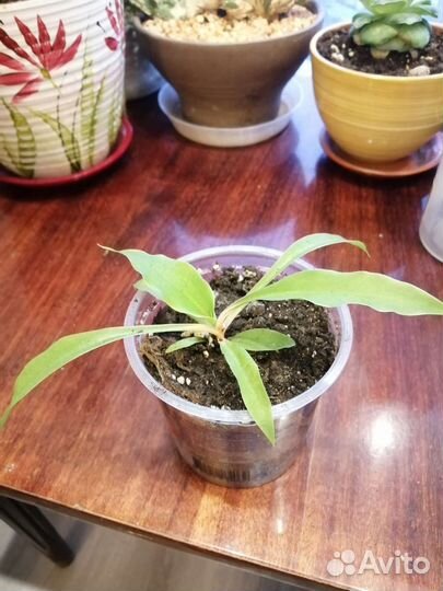 Хлорофитум грин оранж