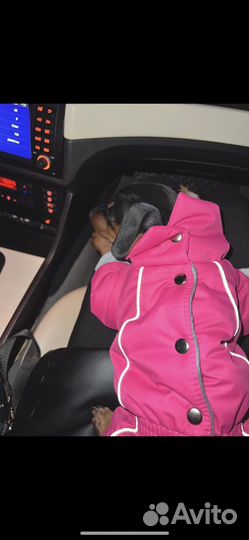 Комбинезон для собак мелкой породы