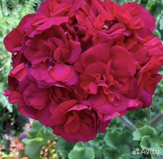 Ив тихий дон