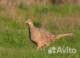 Продажа фазанов