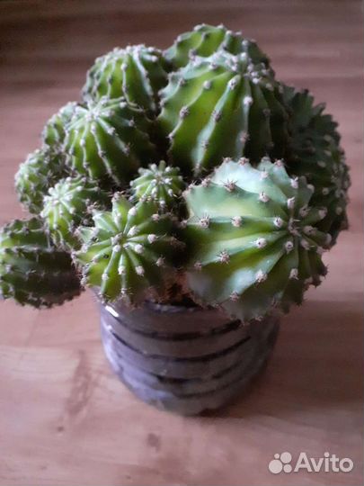 Кактус, денежное дерево,коланхоэ,фиалка