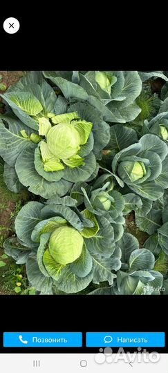 Продам капусту
