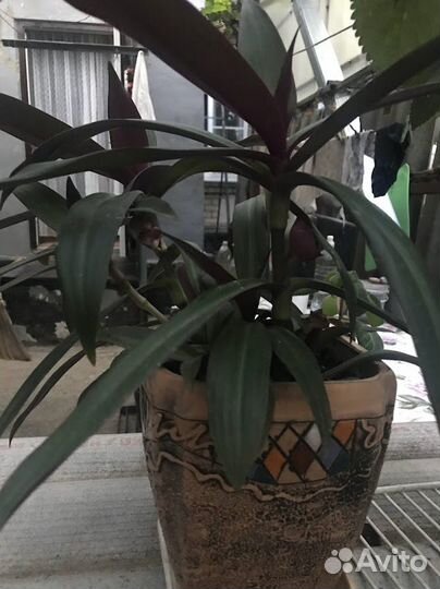 Традесканция рео