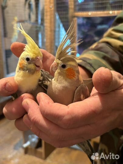 Попугай корелла