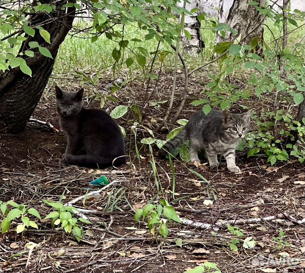 Прекрасные котята в добрые руки