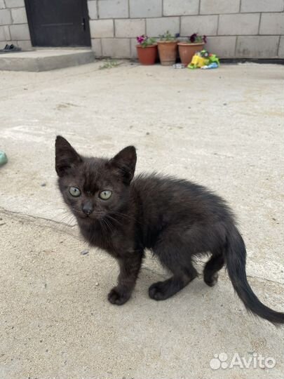 Кошка, котята, котенок в дар бесплатно