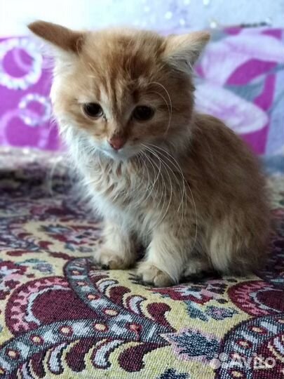Котенок