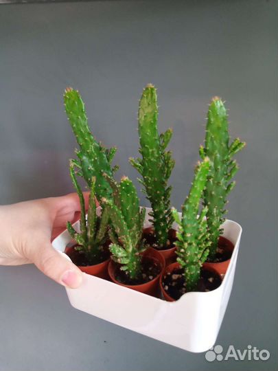 Кактусы опунция моноканта