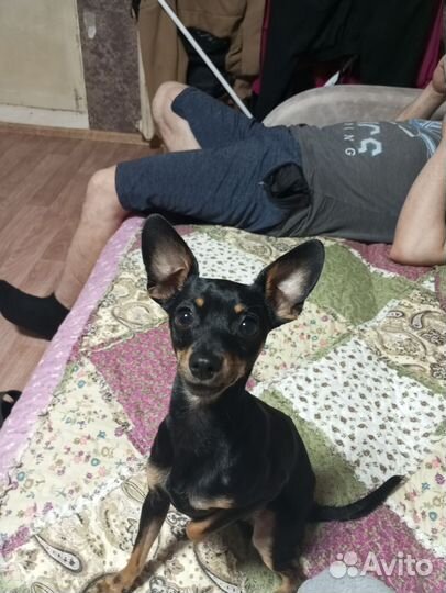 Вязка собак той терьеров