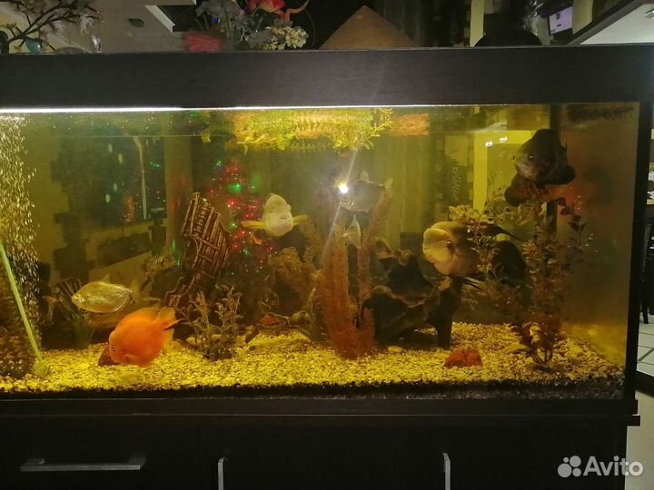 Аквариум