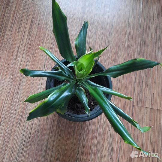 Пальма юкка