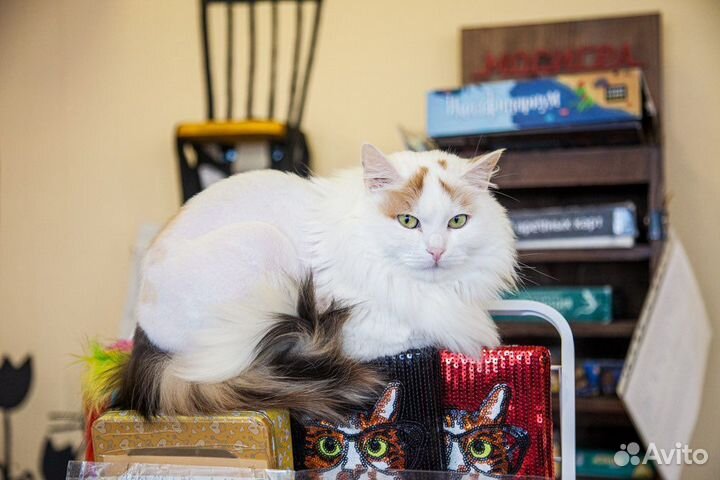 Шикарная красотка ищет дом