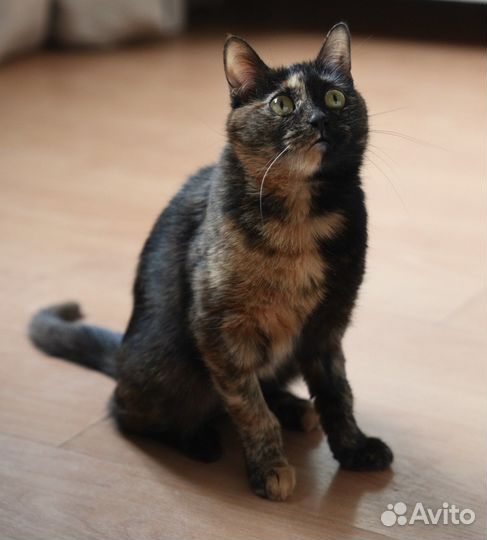 Кошка в добрые руки в дар