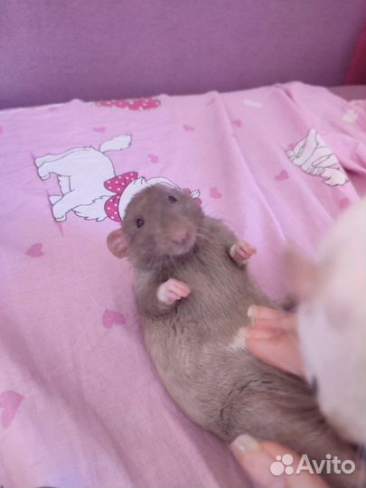 Крыса Бисквит, Агути ручная