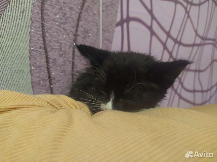 Отдам котенка в добрые руки