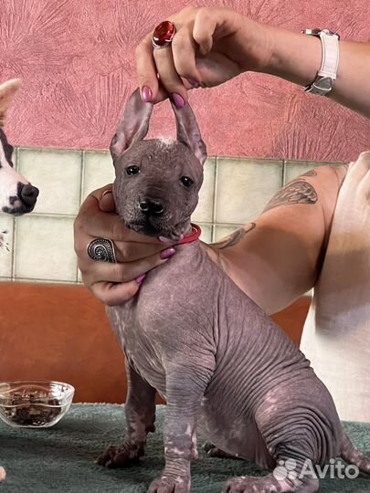 Ксолоитцкуинтли стандарт. Будущие звезды