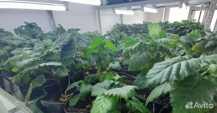 Саженцы ежевики