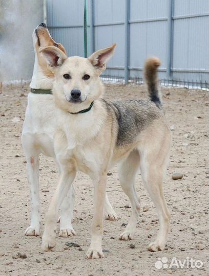 Милая девочка в добрые руки