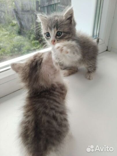 Котята (2 мальчика)в добрые руки
