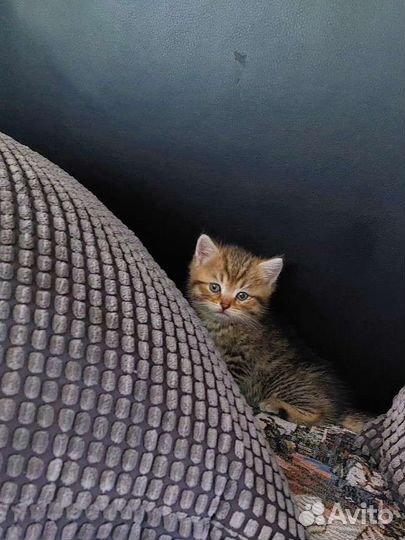 Британские котята