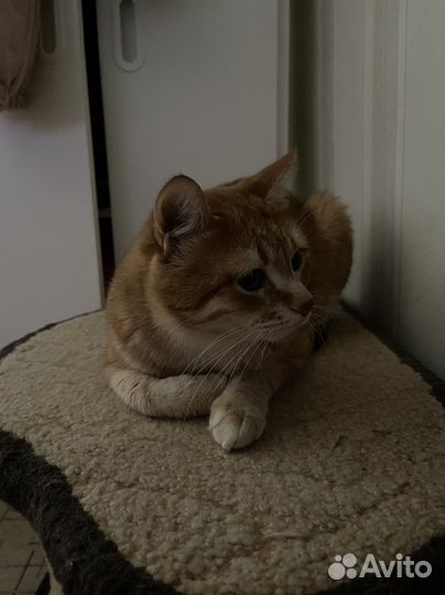 Кошка в дар бесплатно