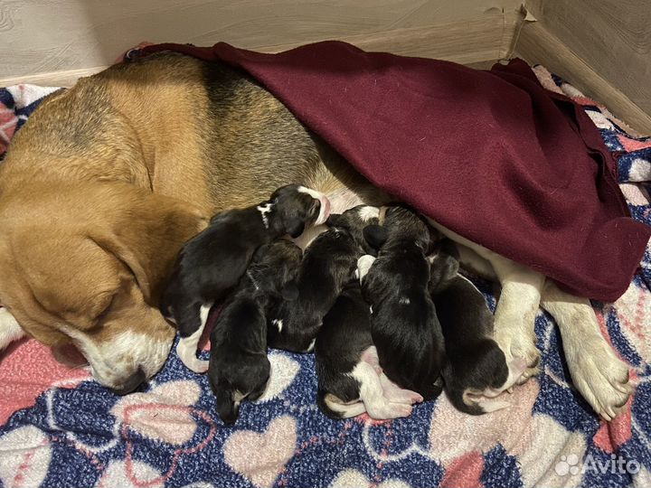 Бигль щенки