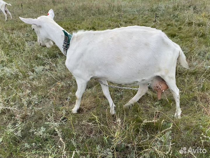 Коза зааненка, нубийка, козёл ламанча