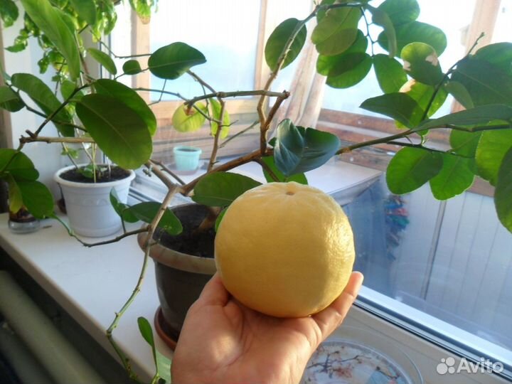 Саженцы комнатного, плодоносящего лимона