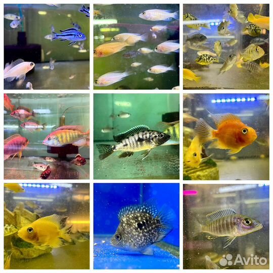 Аквариумные рыбки новый завоз 02.07.23