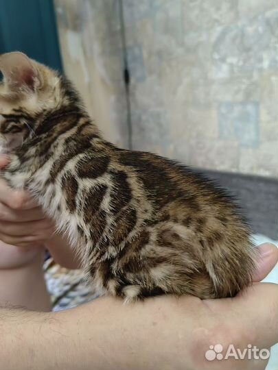 Бенгальская