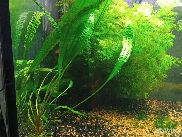 Аквариумные рыбки