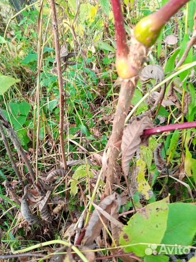 Декоративные и лекарственные растения для сада