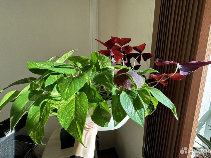 Цветы домашние