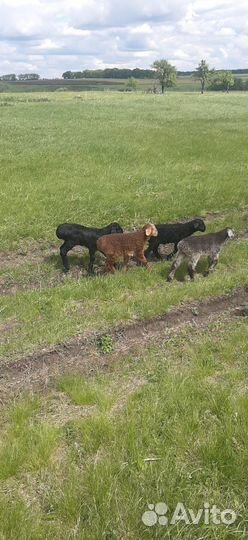 Ярки Бараны