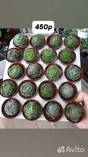 Суккуленты